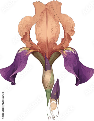 Print Purple and peach iris flower illustration with a white background