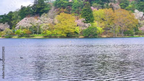 4K Tranquil Lake Surrounded by Lush Green Trees and Spring Blossoms with Reflections on Calm Water