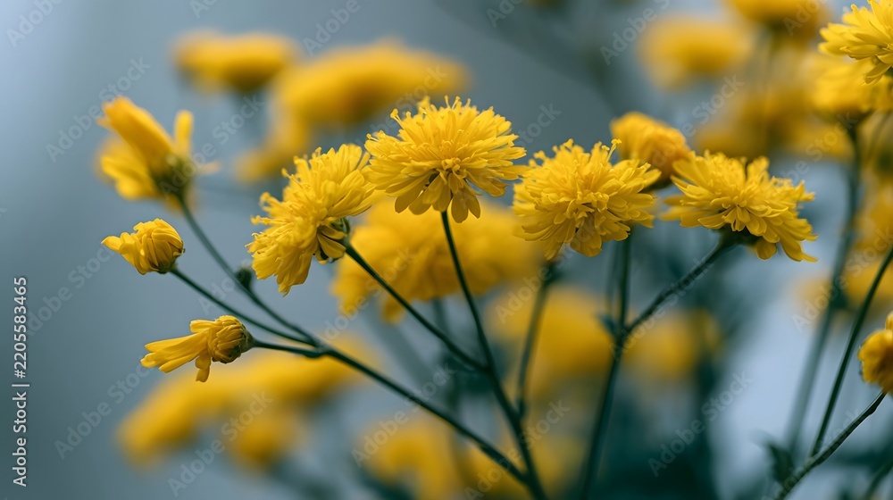 Fototapeta premium A cluster of bright yellow flowers with delicate petals and slender stems against a soft blurred background
