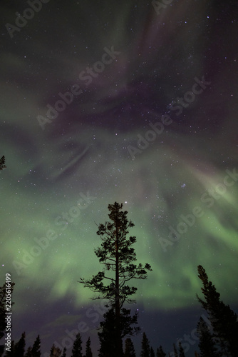 Canvastavla Northern lights above a lone pine tree in Finland