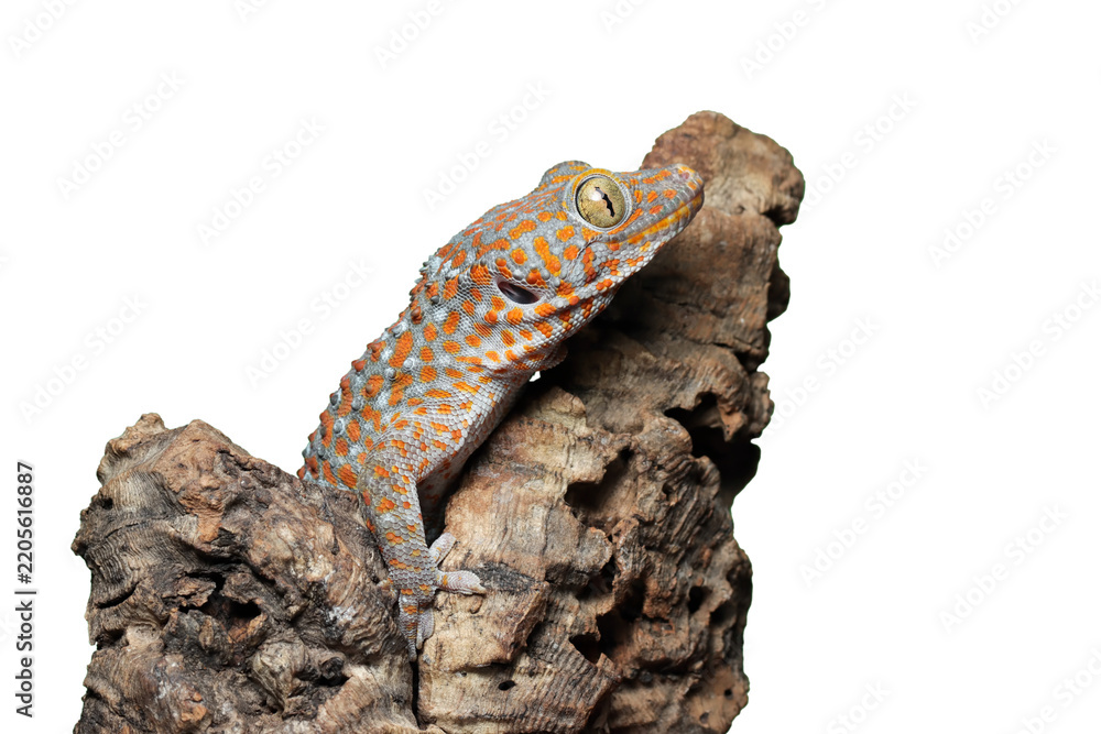Naklejka premium Tokay gecko (Gekko gecko) close up on isolated background with detailed texture, Portrait of Tokay Gecko on bark, Tokay gecko close up isolated on isolated background