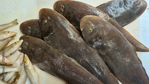 Fresh Flatfish at Traditional Market, Whole Flat Fish for Sale