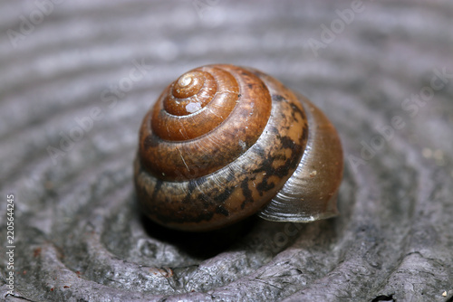 Naklejka 擬木柵上に茶褐色のマイマイ（アウトドアフィールド生物マクロ撮影）