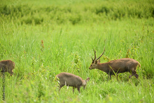 herd of wild hog deer grazing in a green meadow, featuring a male stag with antlers and females. Wildlife photography and nature habitat concept.