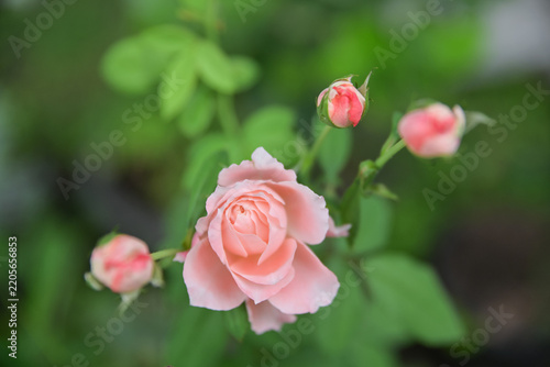 Beautiful peach pink rose flower starting to bloom surrounded by young buds in the garden. Romance, love, and botany concept.