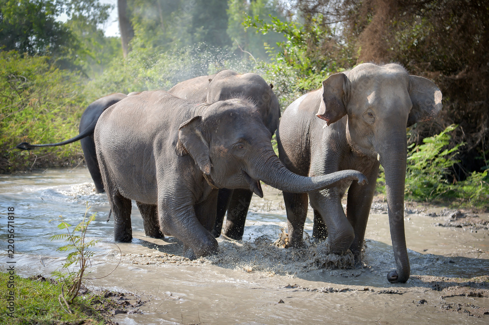 Fototapeta premium Herd of playful Asian elephants bathing in river, Surin, Thailand tourism banner concept