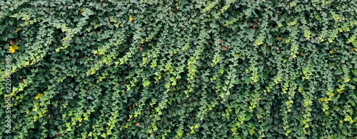 green ivy leaves wall texture background, natural climbing plant garden hedge banner