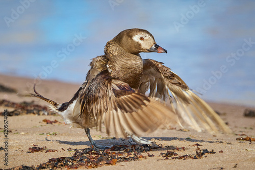 Brown Long Tailed Duck Clangula hyemalis spreading and flapping wings Dancing on the sandy beach by the shore of the blue sea in beautiful golden sunlight in Estonia