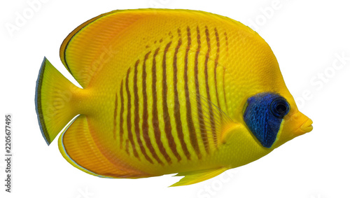 Bright yellow butterflyfish with dark vertical stripes, isolated on transparent background