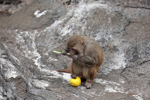 座って野菜を食べるアカゲザルの子供