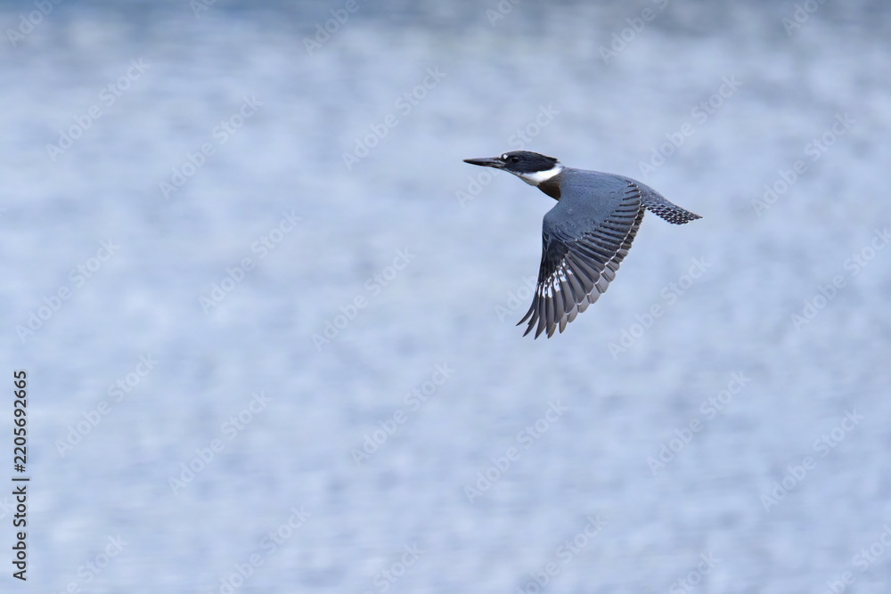 Obraz premium A Belted Kingfisher (Megaceryle alcyon) flying over Otter Lake, Alaska.