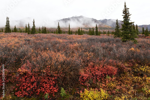 Autumn colors in Denali National Park, Alaska.
