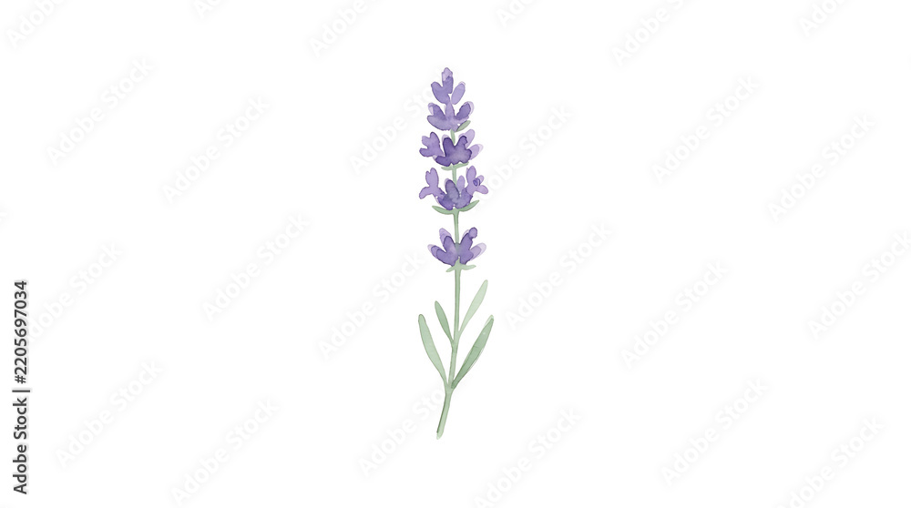 Obraz premium Lavender Botanical Illustration on White Background