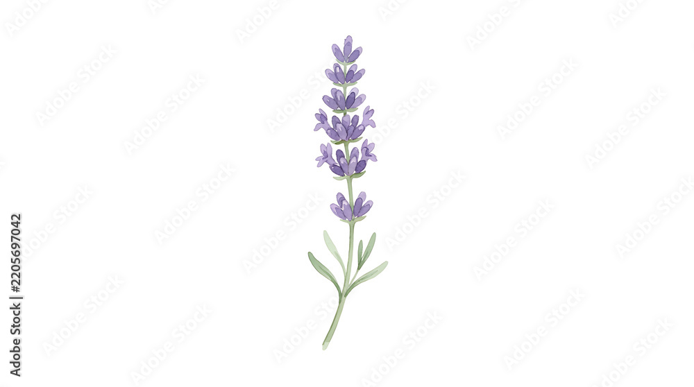 Obraz premium Delicate Lavender Flower With Green Foliage