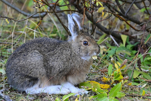 A mid-phase snowshoe hare (lepus americanus) munches on abundant foliage in Denali National Park and  Preserve, Alaska.