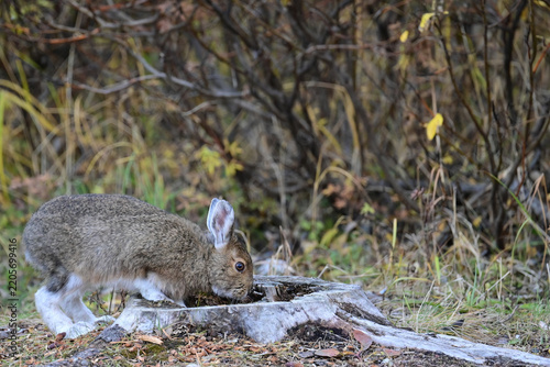 A mid-phase snowshoe hare (lepus americanus) explores a hollow tree stump in Denali National Park and  Preserve, Alaska.