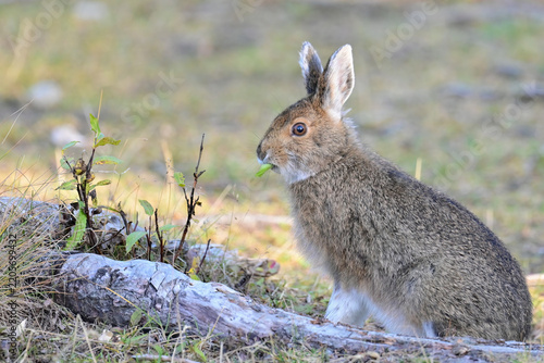 A mid-phase snowshoe hare (lepus americanus) munches on abundant foliage in Denali National Park and  Preserve, Alaska.