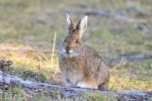 A mid-phase snowshoe hare (lepus americanus) munches on abundant foliage in Denali National Park and  Preserve, Alaska.