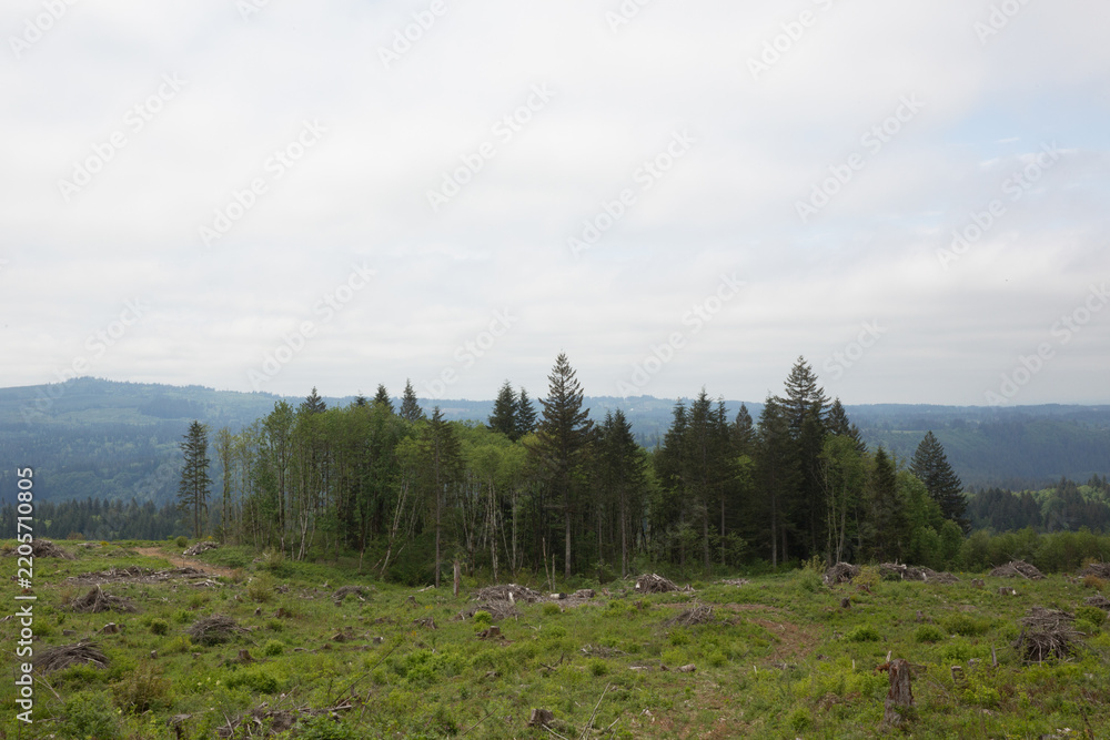 Fototapeta premium Deforested hillside with new growth and remaining trees