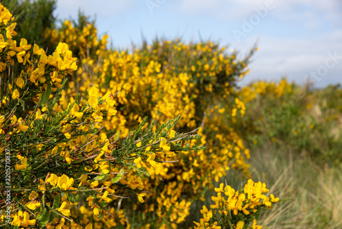 Foto Bright yellow scotch broom flowers blooming on a sunny day