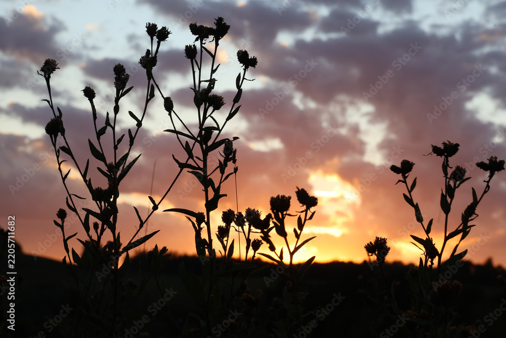 Obraz premium Silhouetted wildflowers against a beautiful cloudy sunset
