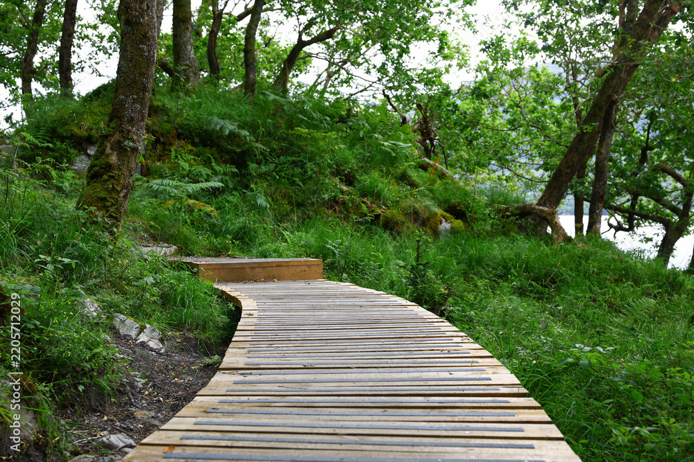 Obraz premium Wooden boardwalk path curving through a lush green woodland