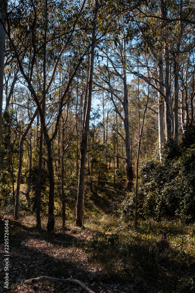 Fototapeta premium Scenic view of forest landscape on a sunny day.
