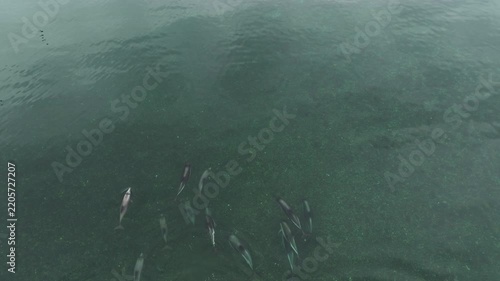 A mixed pod of Lagenorhynchus australis and Cephalorhynchus eutropia dolphins swims together through shallow waters off Pichiquillaipe, near Puerto Montt, southern Chile.