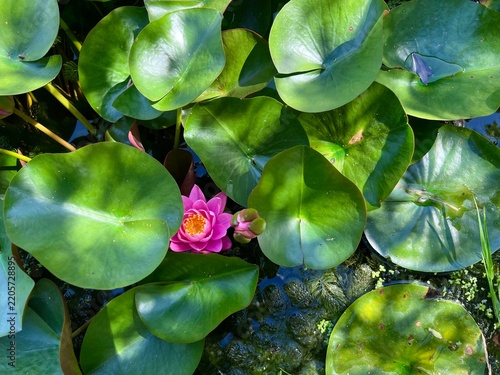 A beautiful pink water lily blooming among fresh green wet lily pads on a pond, illuminated by bright sun rays and glowing sun glares in the background. The image features ample copy space for text, m