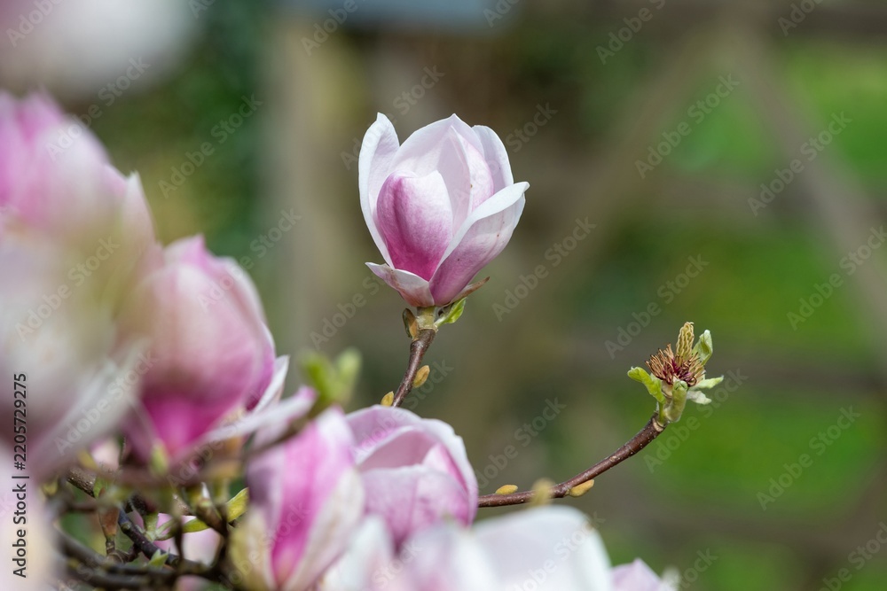 Obraz premium Close up of a saucer magnolia (magnolia x soulangeana) flower in bloom