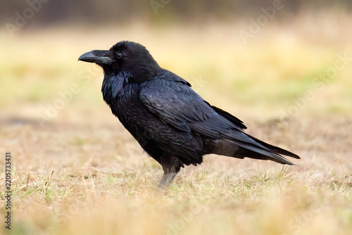 Common raven / Kolkrabe (Corvus corax)