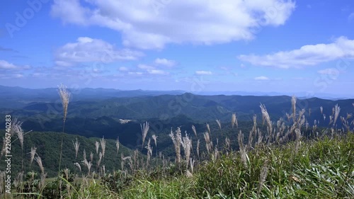 ススキが揺れる秋の青空のタイムラプス