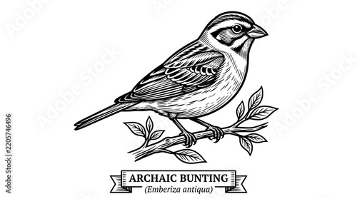 Vintage Engraving Illustration of an Archaic Bunting Bird Perched on a Tree Branch with Leaves