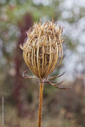 Dried seed head of Queen Anne's lace Daucus carota, also known as wild carrot, showing a curled, bird's-nest structure on a hairy stalk in a natural setting.