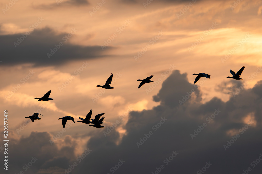 Obraz premium Group Greylag Goose (Anser anser) in flight at sunrise. Gelderland in the Netherlands. 