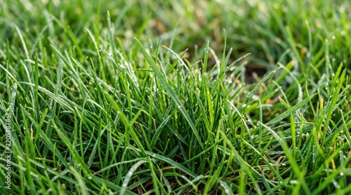 Lush green grass macro shot with morning dew droplets, vibrant natural lawn texture background, fresh spring yard turf for landscaping concepts