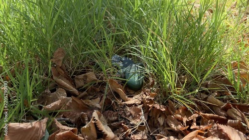 Explosive device with a 3D-printed casing and fuse hidden in tall grass among dry leaves, a hidden danger on the ground