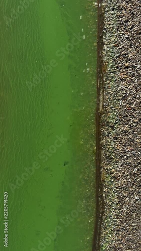 Top-down view of bright green water from a cyanobacteria bloom lapping at a shell-covered shoreline, a sign of eutrophication