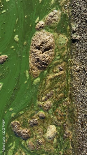 Top-down view moving along a shoreline with bright green cyanobacteria water, brown foam and decaying algae beside sandy gravel