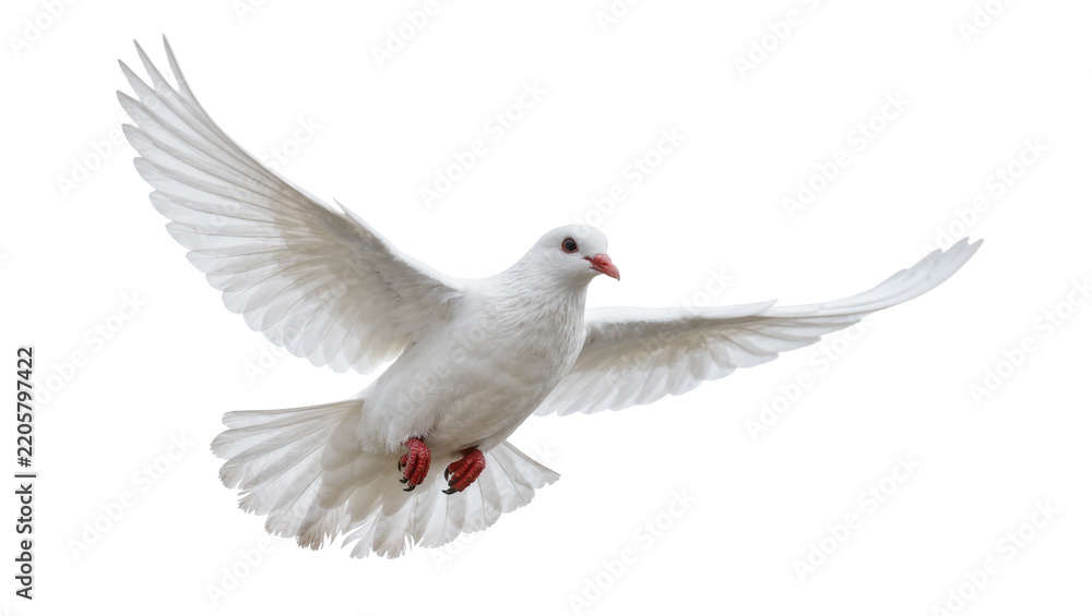 Fototapeta premium White dove with spread wings flying, isolated on transparent background