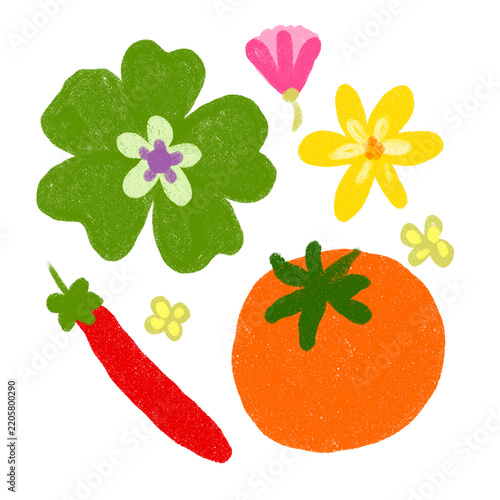 vegetable flower and botanical illustration 