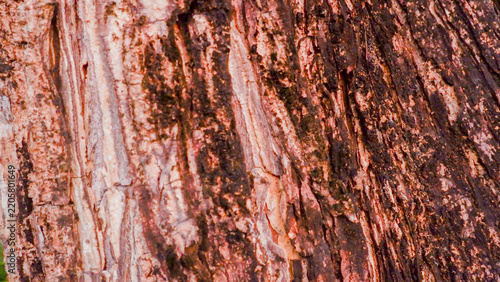 Detailed macro shot of weathered tree bark texture, natural brown and red wood background with organic patterns and rough surface for graphic design.