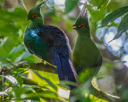 A Guinea Turaco