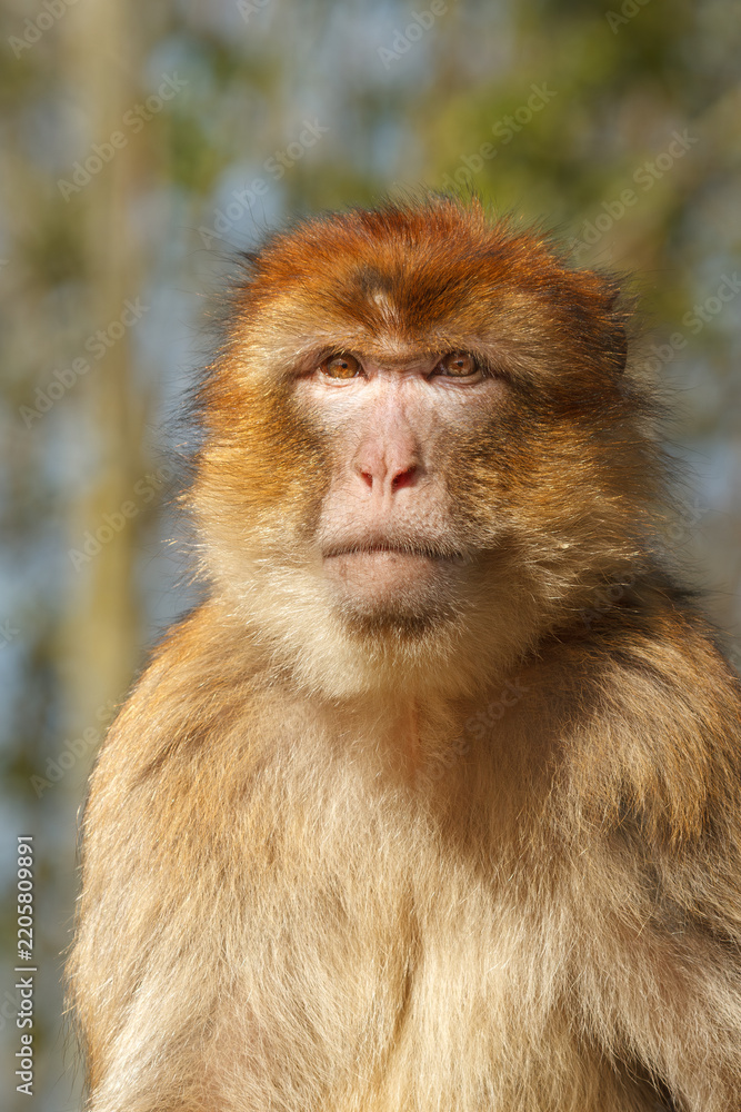 Obraz premium A beautiful close-up photo of a Barbary macaque in its natural habitat. 