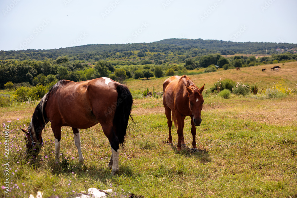Obraz premium Wild horses grazing freely in a dry countryside meadow under a clear blue sky, nature and rural landscape concept, high quality photo