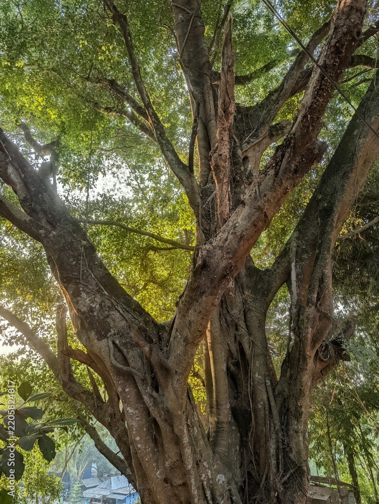 Obraz premium Large Ancient Banyan Tree with Sunlight Filtering Through Dense Green Canopy