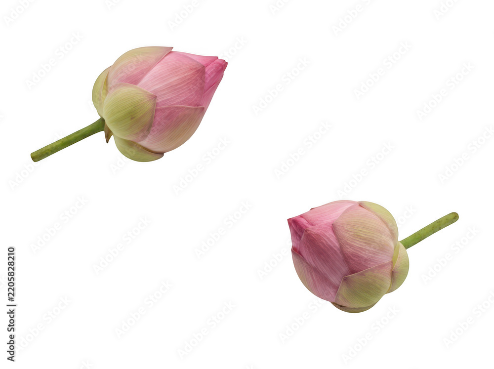 Fototapeta premium Two pink lotus flower buds isolated on transparent background