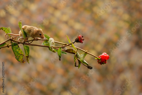 Harvest mice, early autumn, foraging along hedgerow for seeds and berries