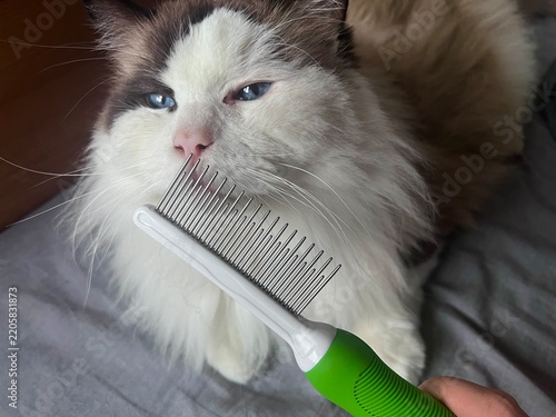 Close-up of a deshedding grooming brush in the foreground, with a fluffy Ragdoll cat in the blurred background sniffing and playfully attacking the tool during shedding season