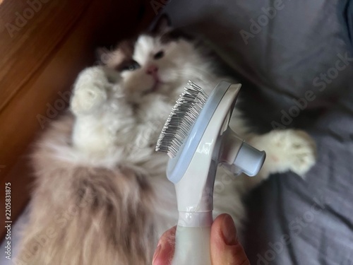 Playful grooming preparation: a deshedding brush for cats with a fluffy Ragdoll in the background, showing curiosity and playful aggression toward the grooming accessory.